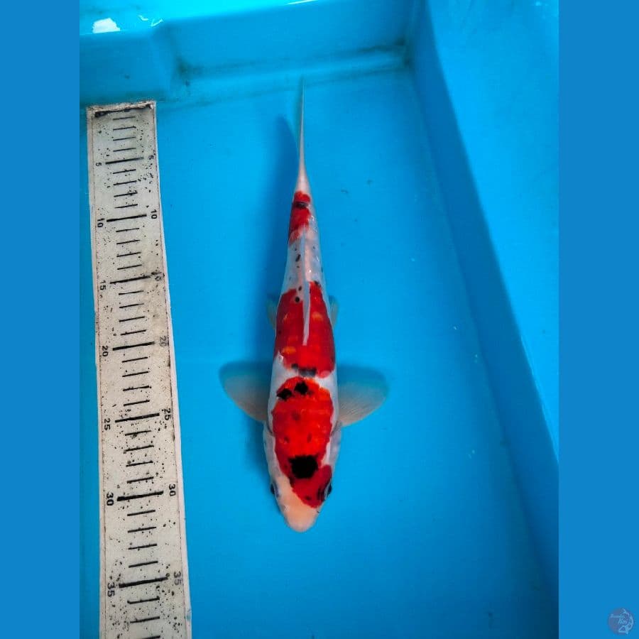 goshiki 30cm m