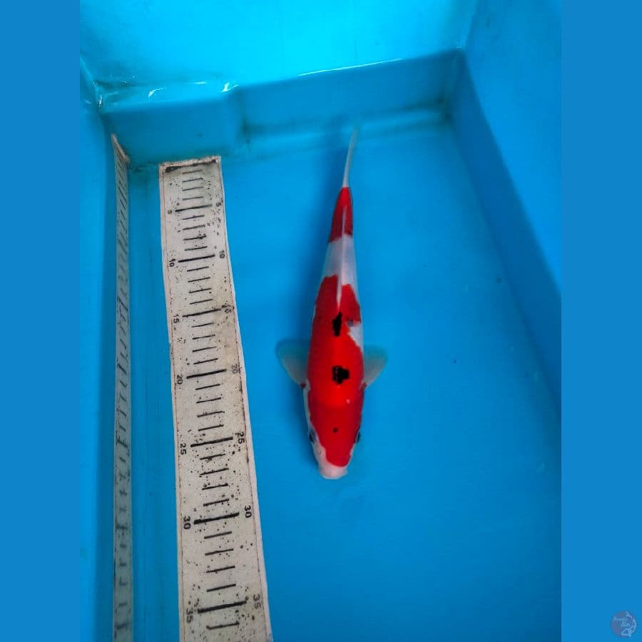 sanke 28cm