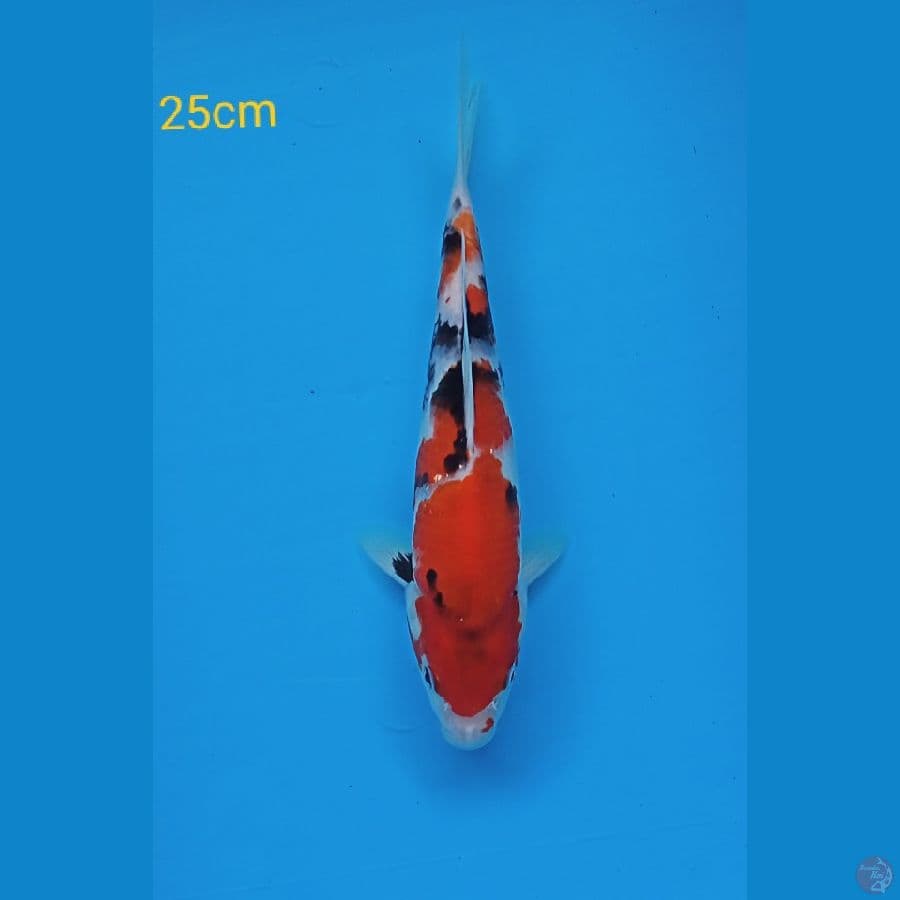 showa 25cm