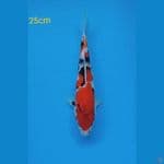 showa 25cm