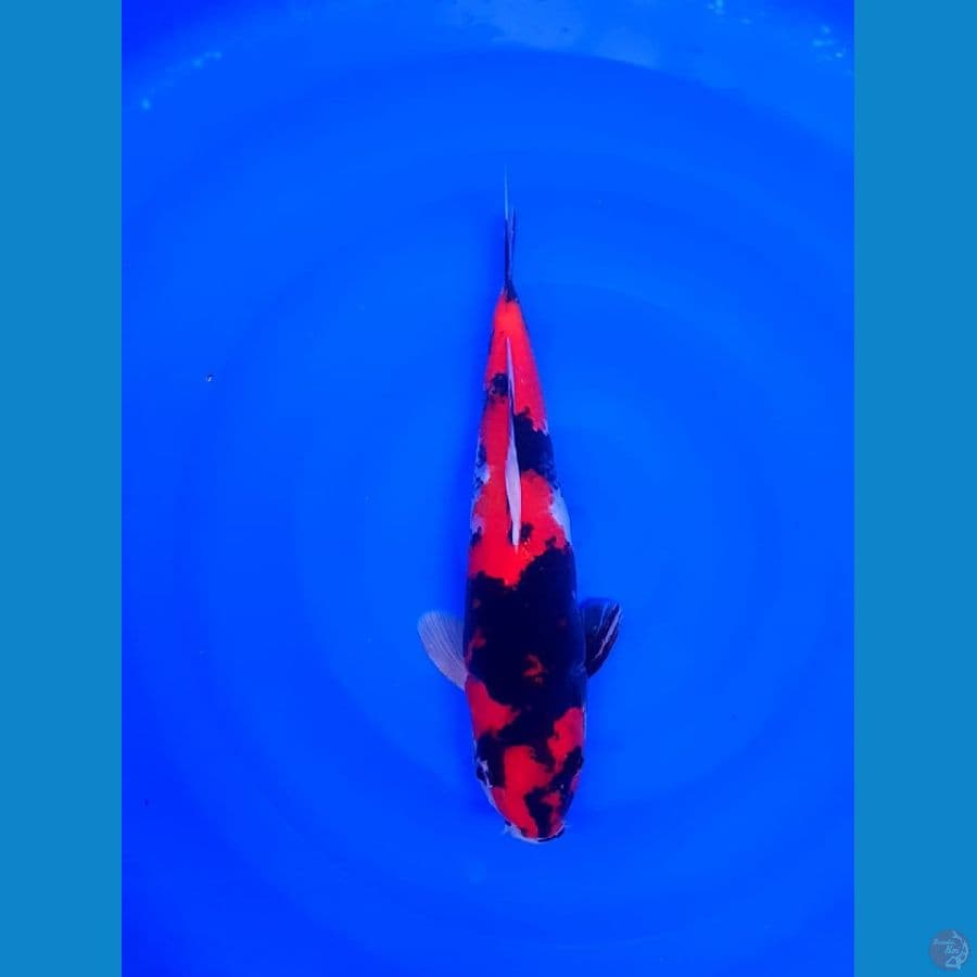 showa male 30cm super strong