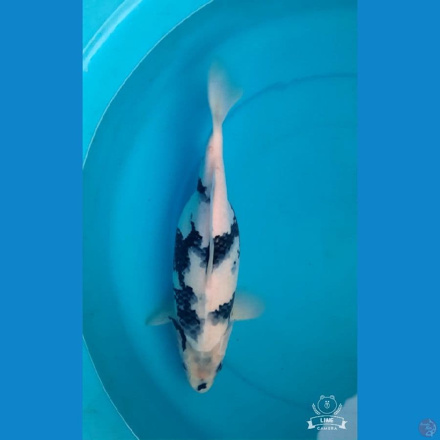 shiro hamil muda