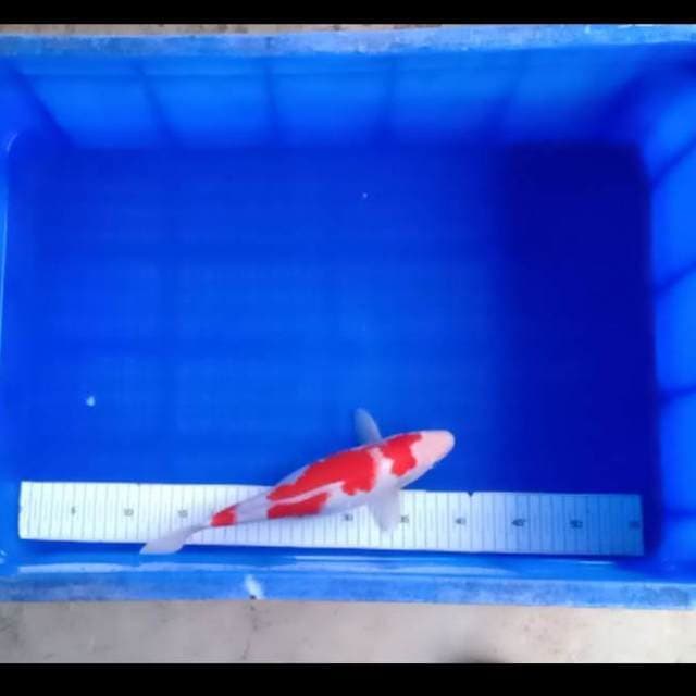 Kohaku 29cm