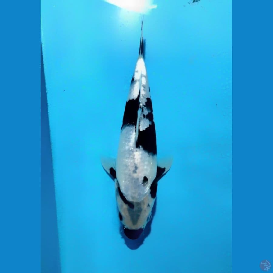Shiro / 21cm male
