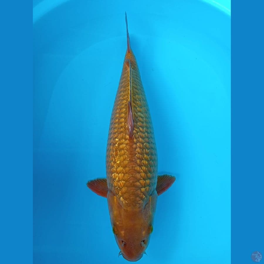cagoi ginrin SQ++ - 41cm Male