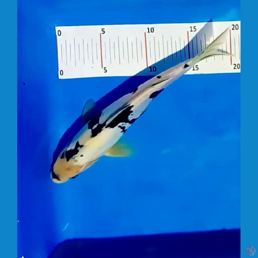 shiro doitsu 25 cm male