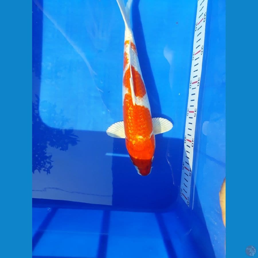 Hikari Ginrin padat / 32cm