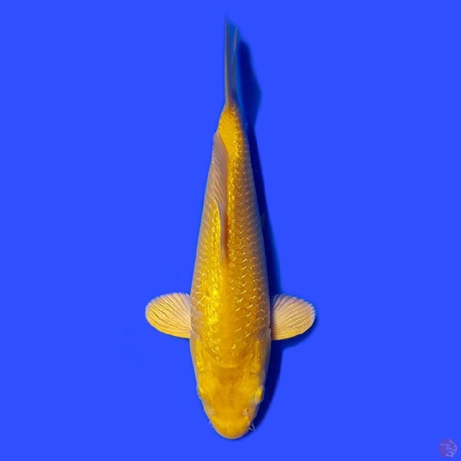 karashi gindrin 20cm
