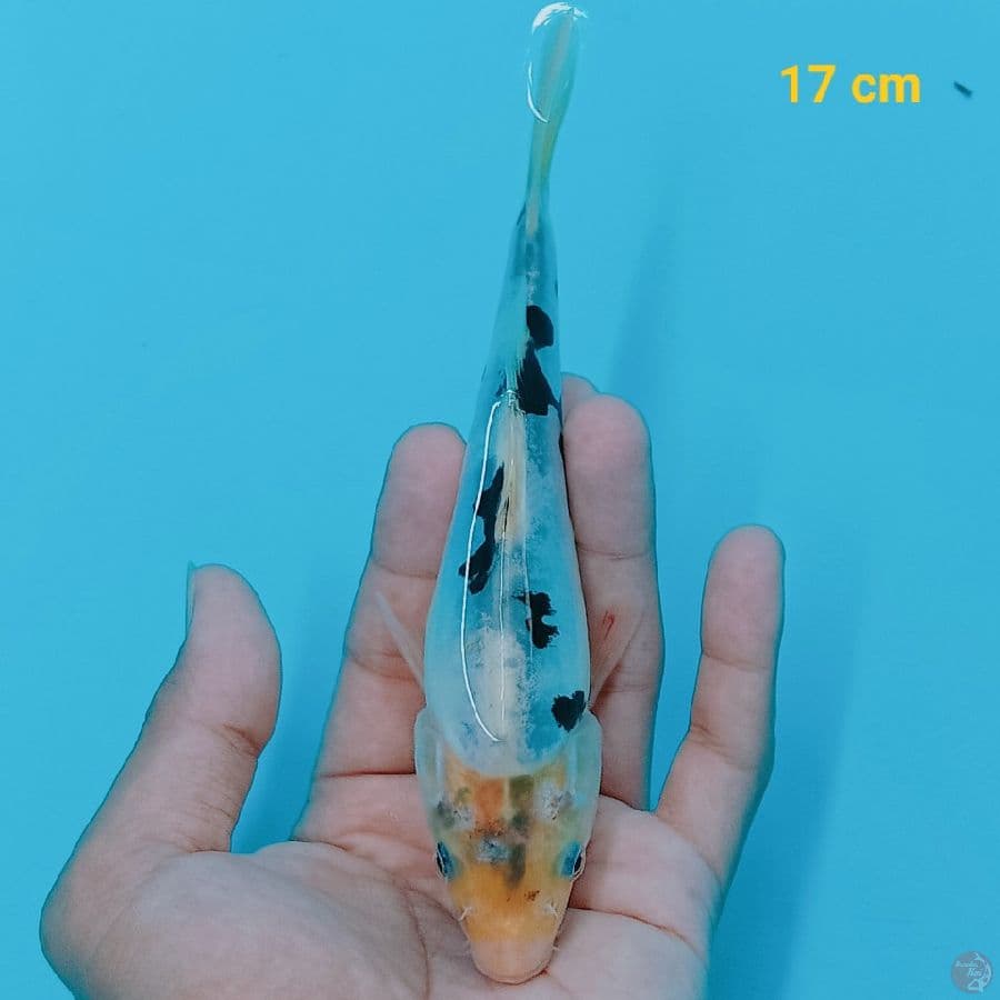 Shiro Doit tateghoi 17 cm
