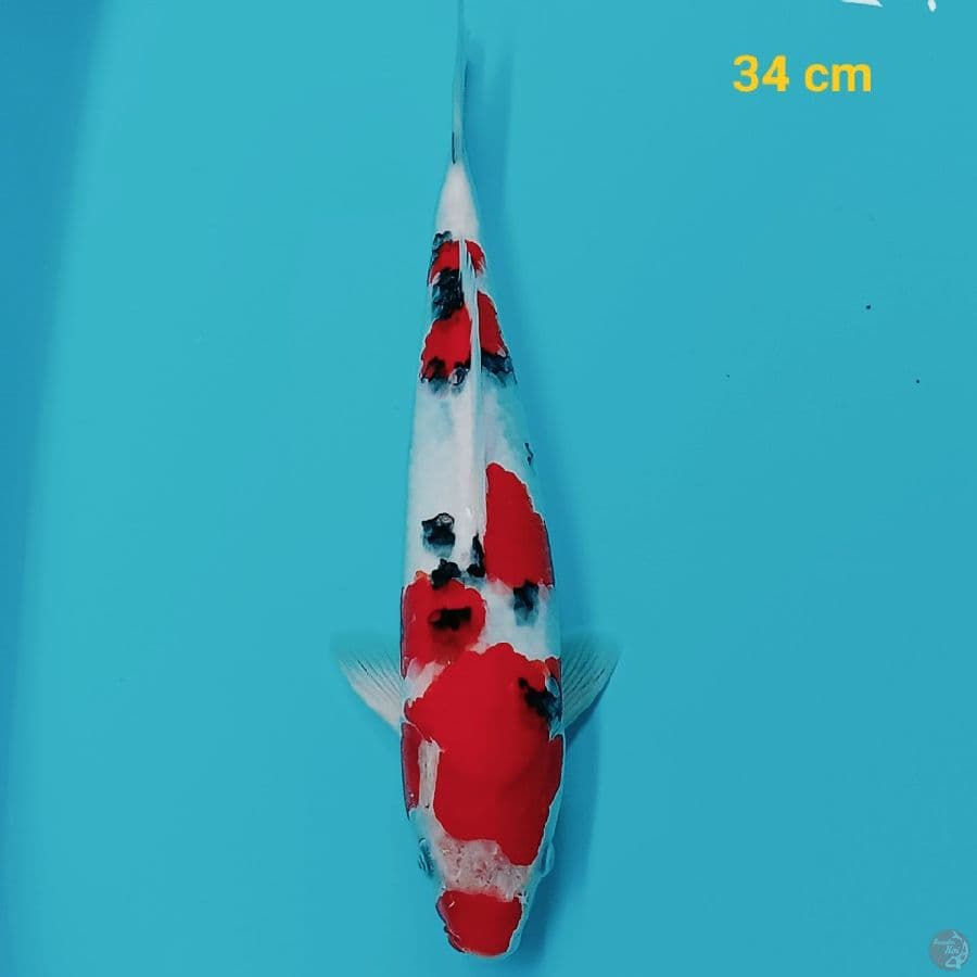 sanke 34 cm