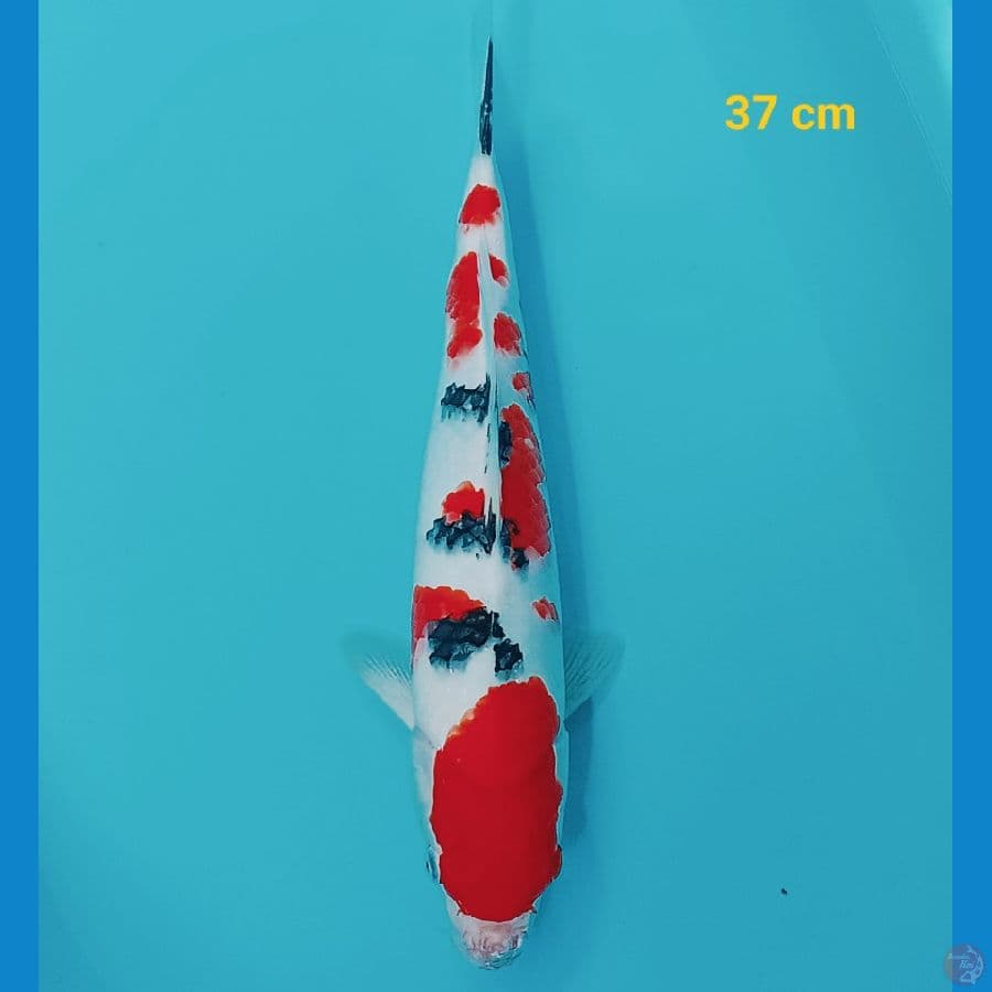 sanke 37 cm