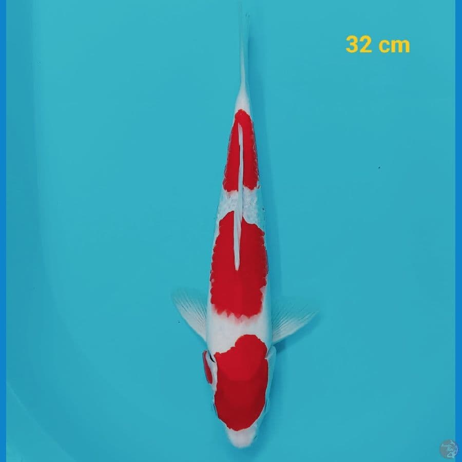 sandan kohaku 32 cm