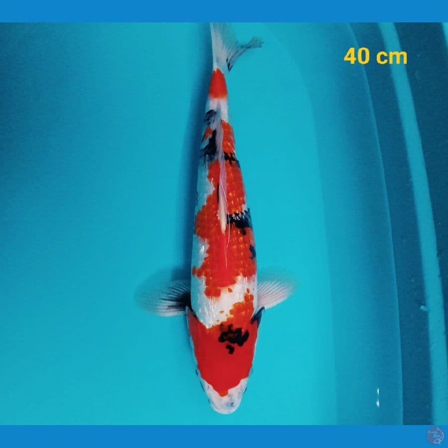 Showa Ginrin 40 cm