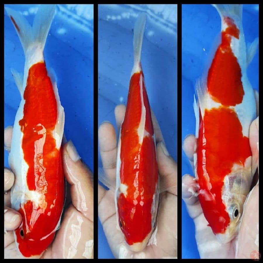 kikosui original merah strong..22cm