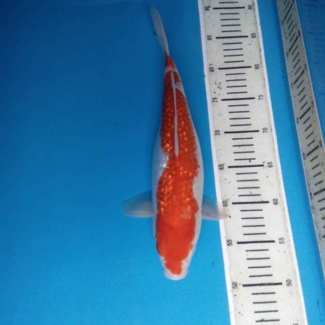Kohaku 36 cm