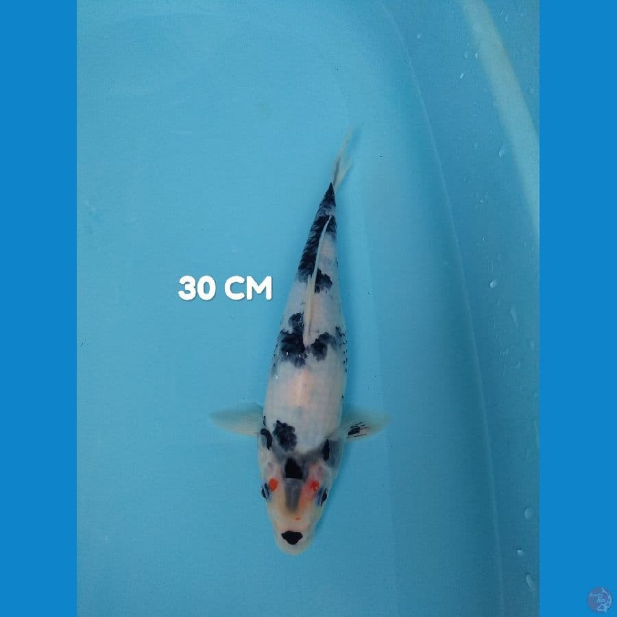 showa HQ 30 cm 