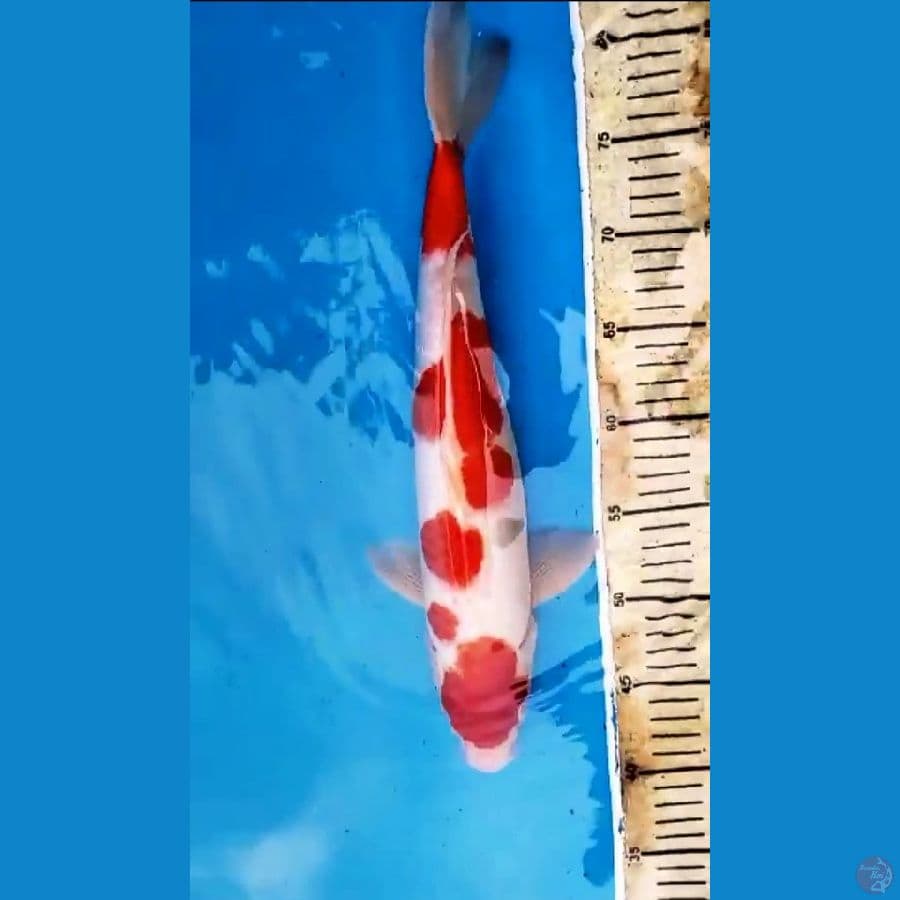 Kohaku 40BU Jantan