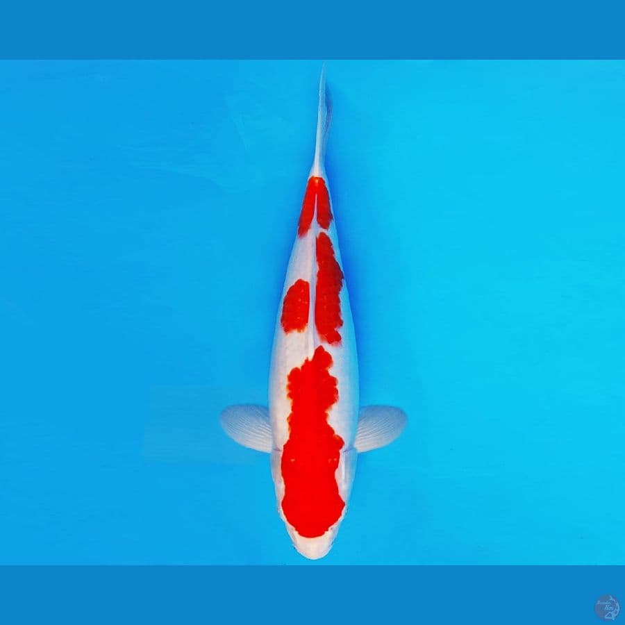 IKEBANA 8 - KOHAKU 35 cm/male ®