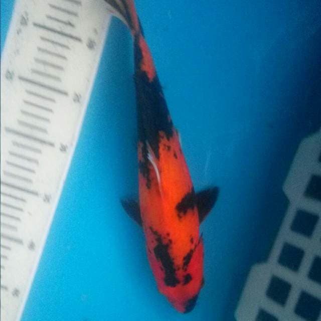 Utsuri tembus