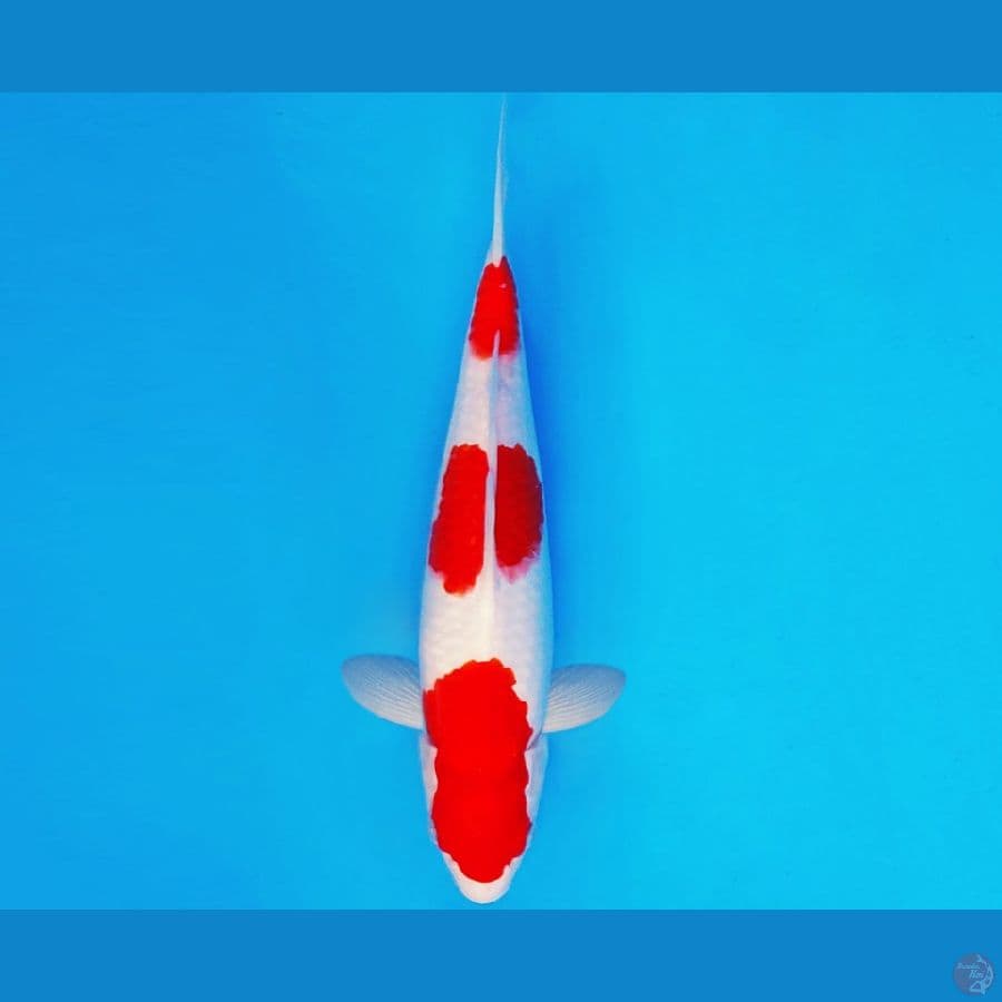 IKEBANA 10 - KOHAKU 32 cm/male ®