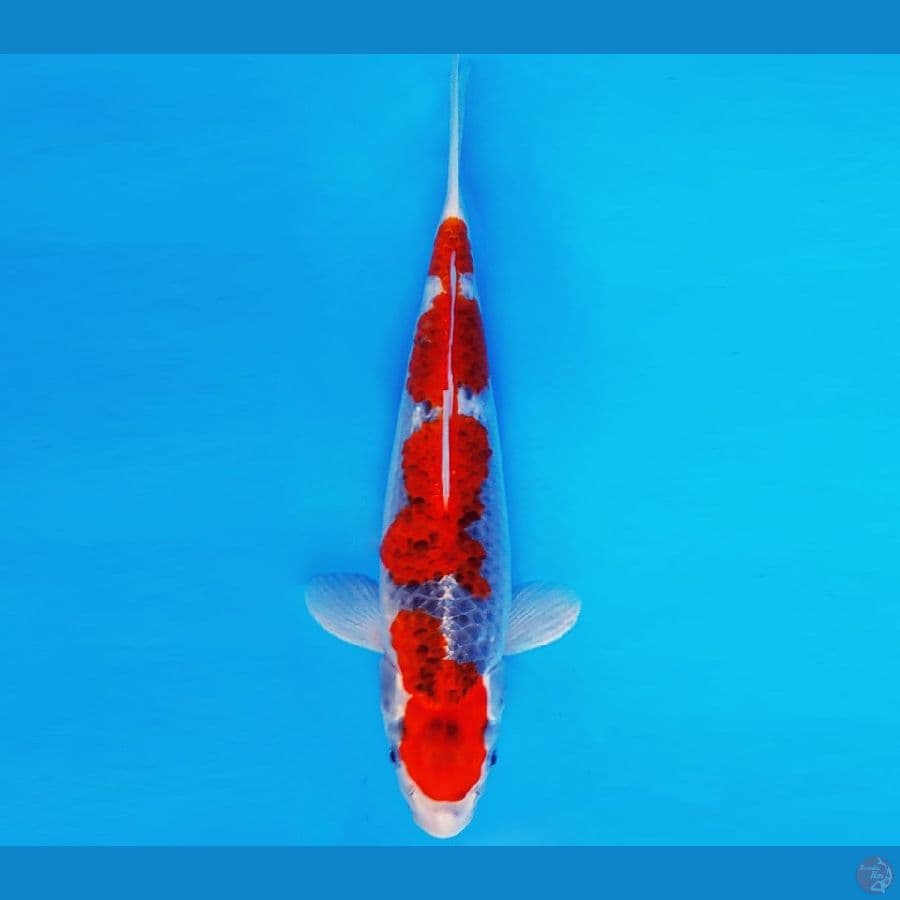IKEBANA 13 - GOSHIKI 31 cm/fm ®