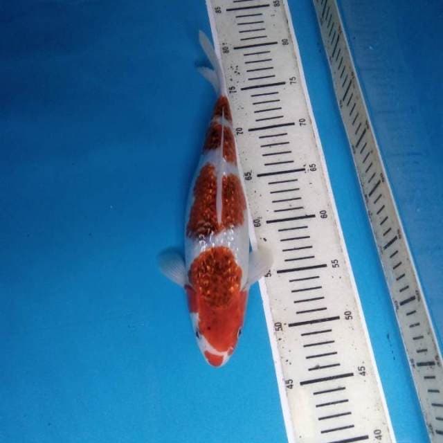 Goromo 31 cm