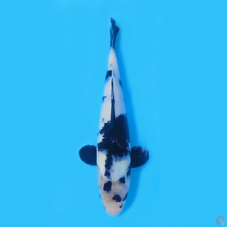 SHIRO 29cm FEEMALE