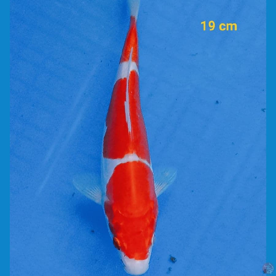 sandan doit 19 cm