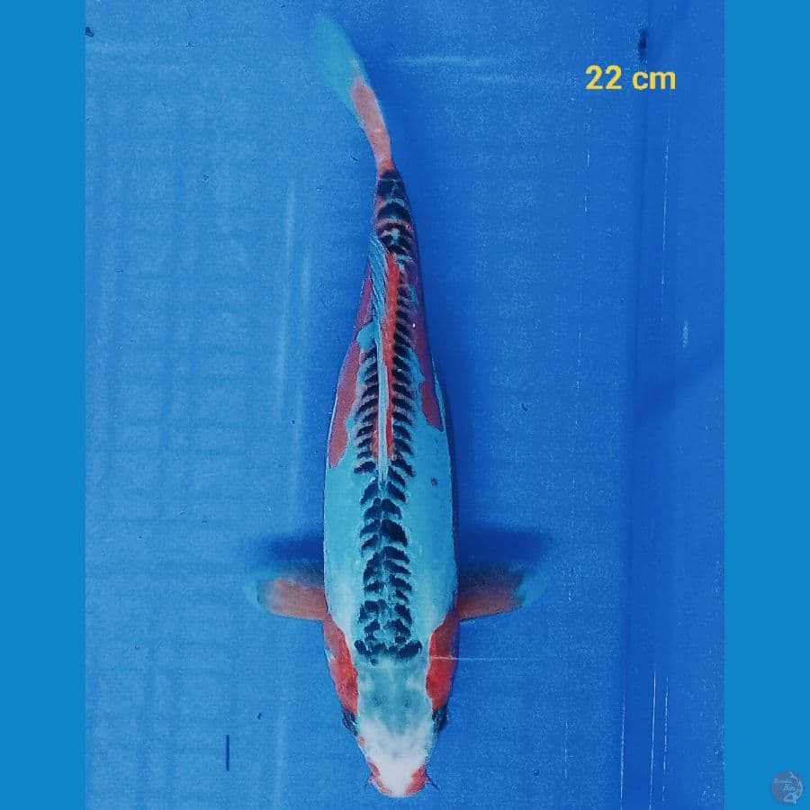 Shusui 22 cm