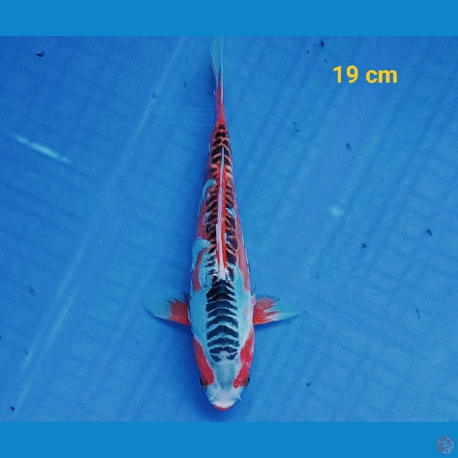 Shusui 19 cm