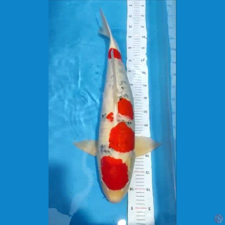 65cm showa impor tanpa serti