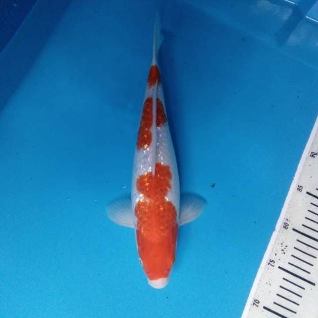 Kohaku 33 cm