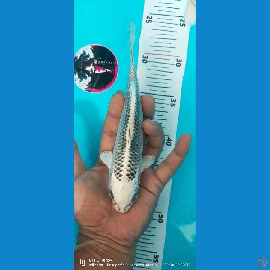 gin matsuba 20cm 
