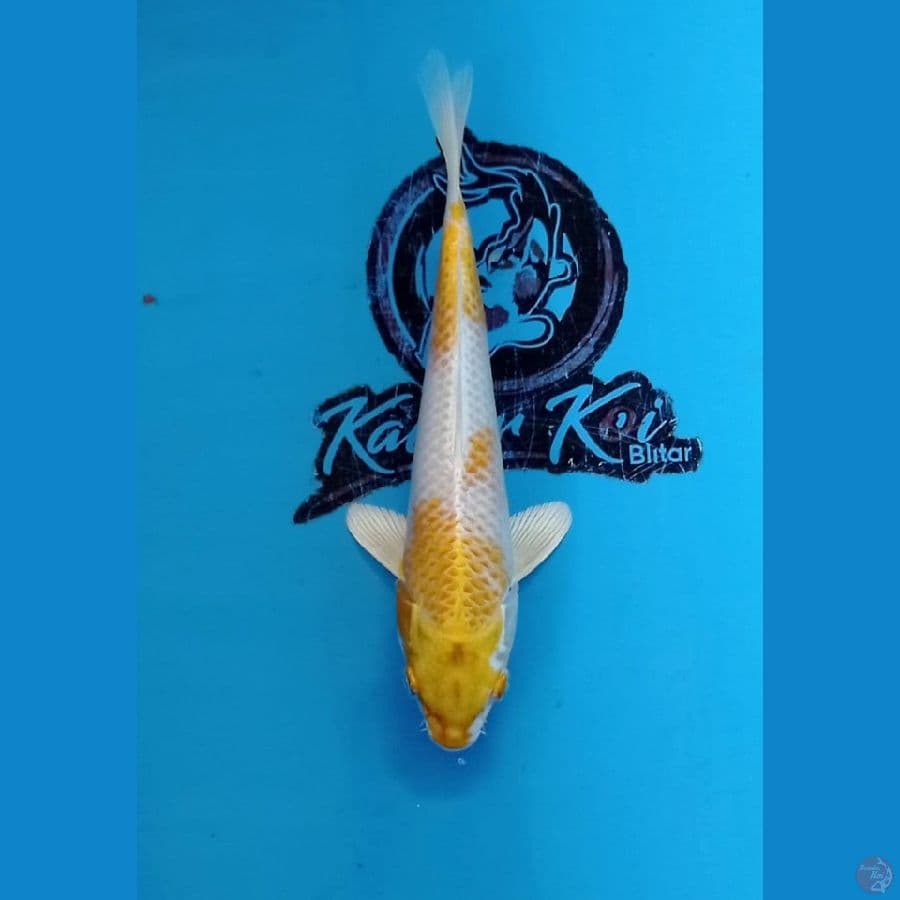 KAISAR - HARIWAKE 34CM