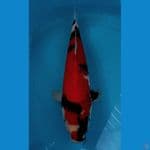 Showa Male 45cm