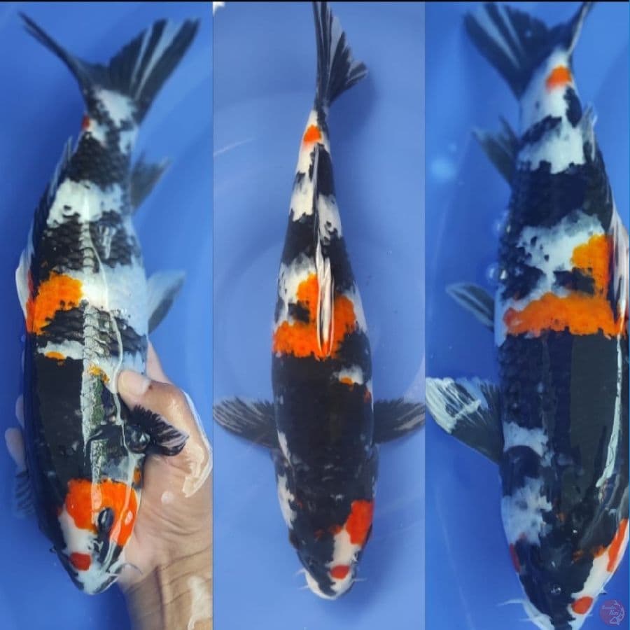 SHOWA ORIGINAL .. 36cm .