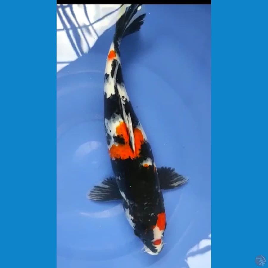 SHOWA ORIGINAL .. 36cm .
