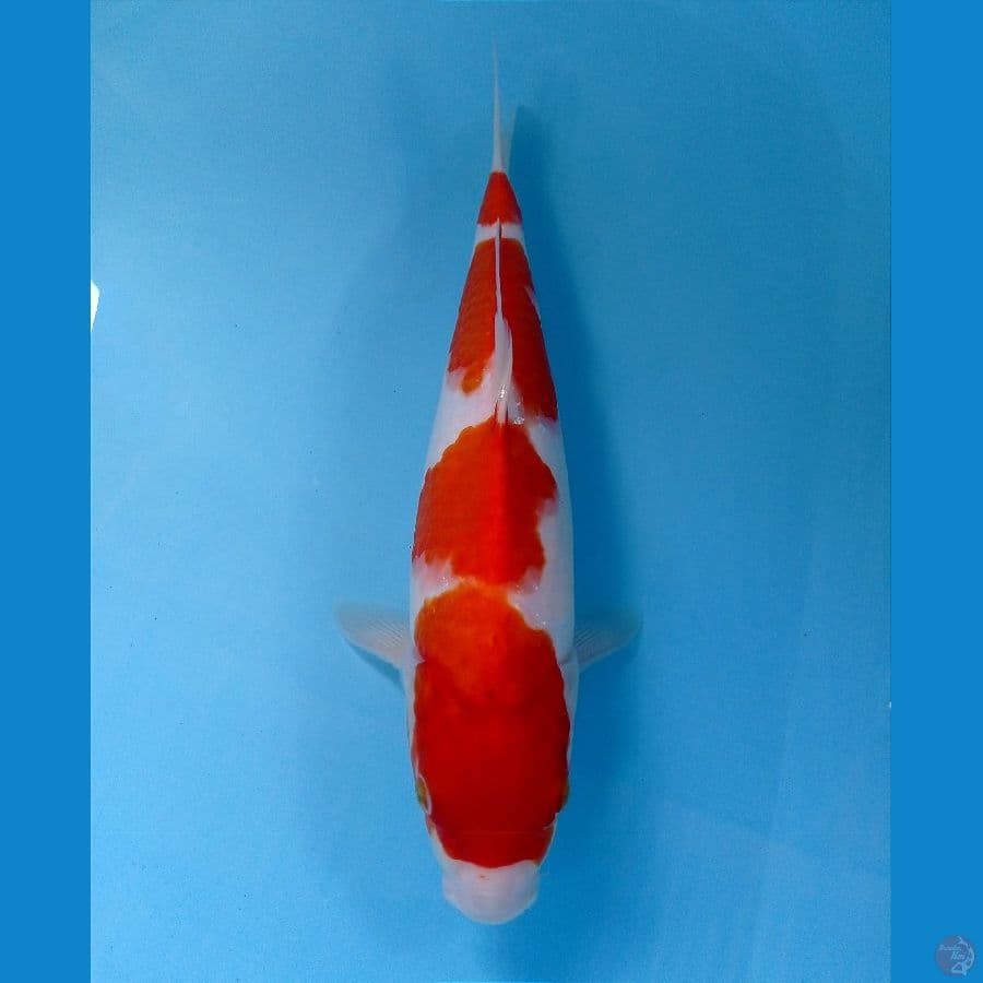 kohaku 32 cm