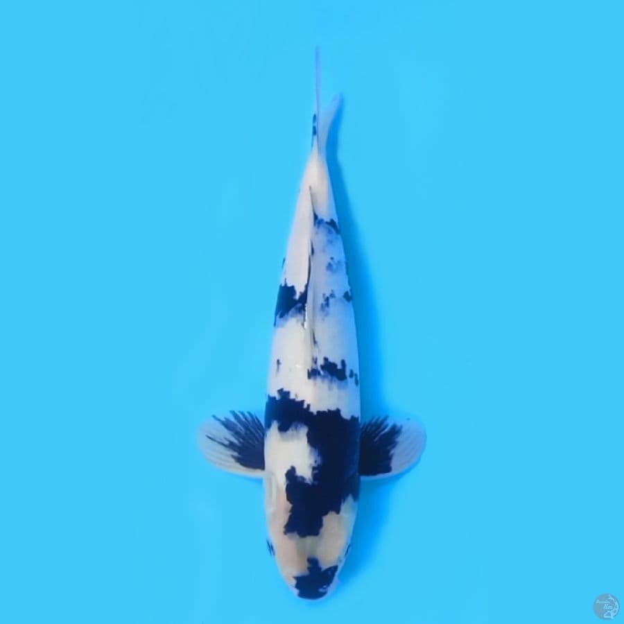SHIRO 33CM - MALE