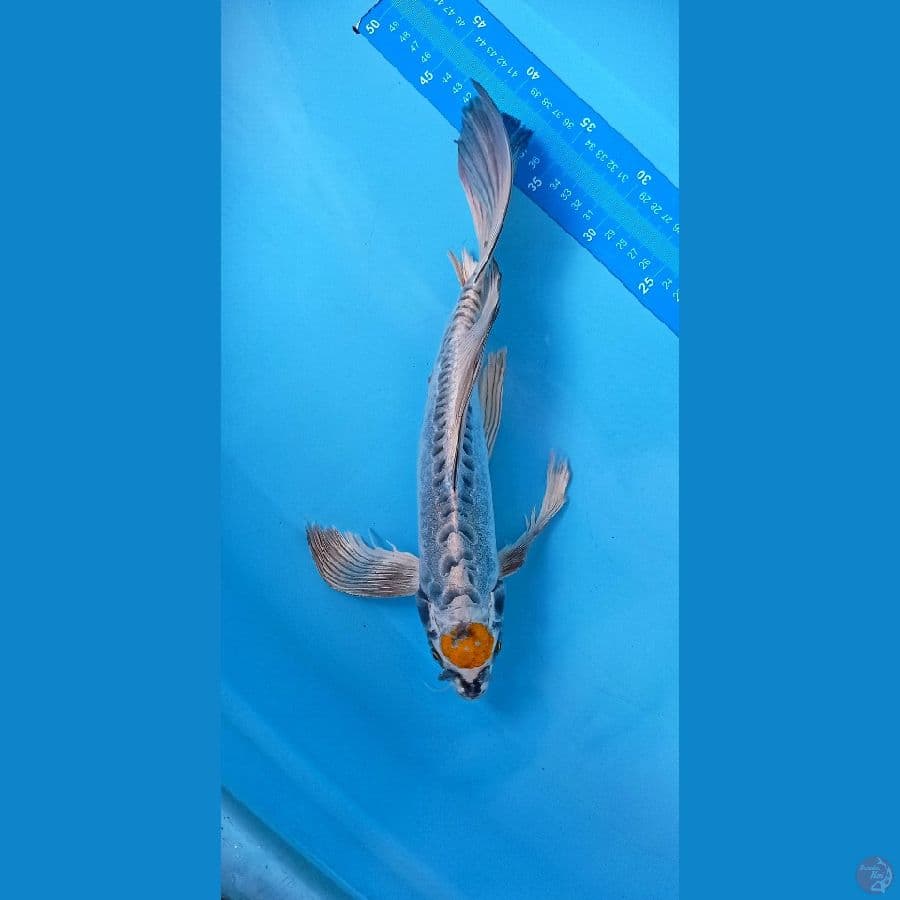 tanco kiko sleyer 40 cm