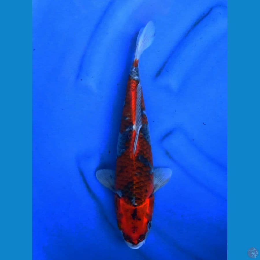 Gosiki male 35cm