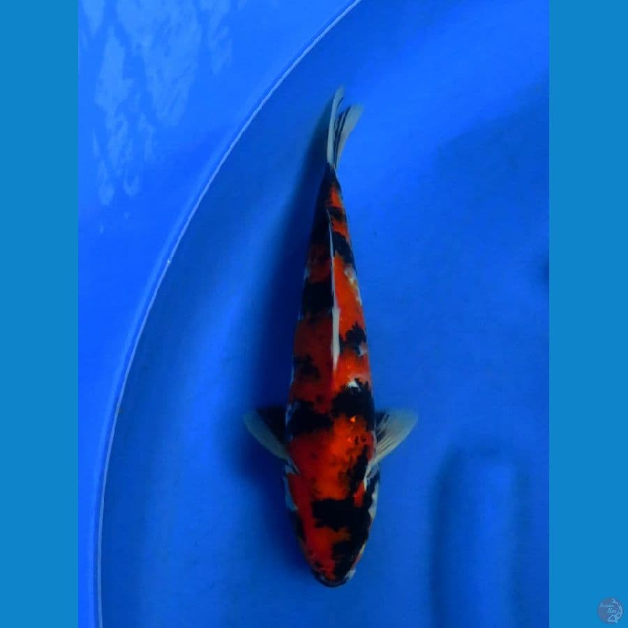 Showa male 29cm