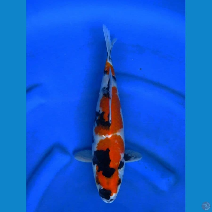 Showa tategoi 34cm