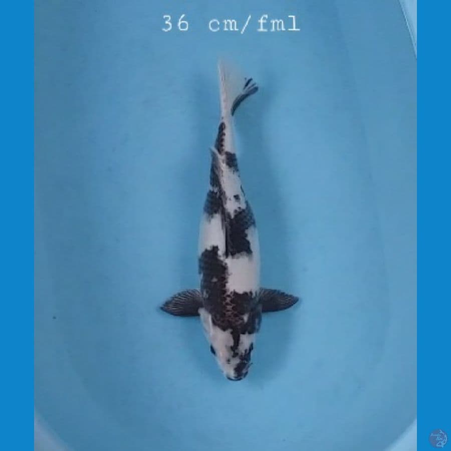 Shiro 36cm/fml