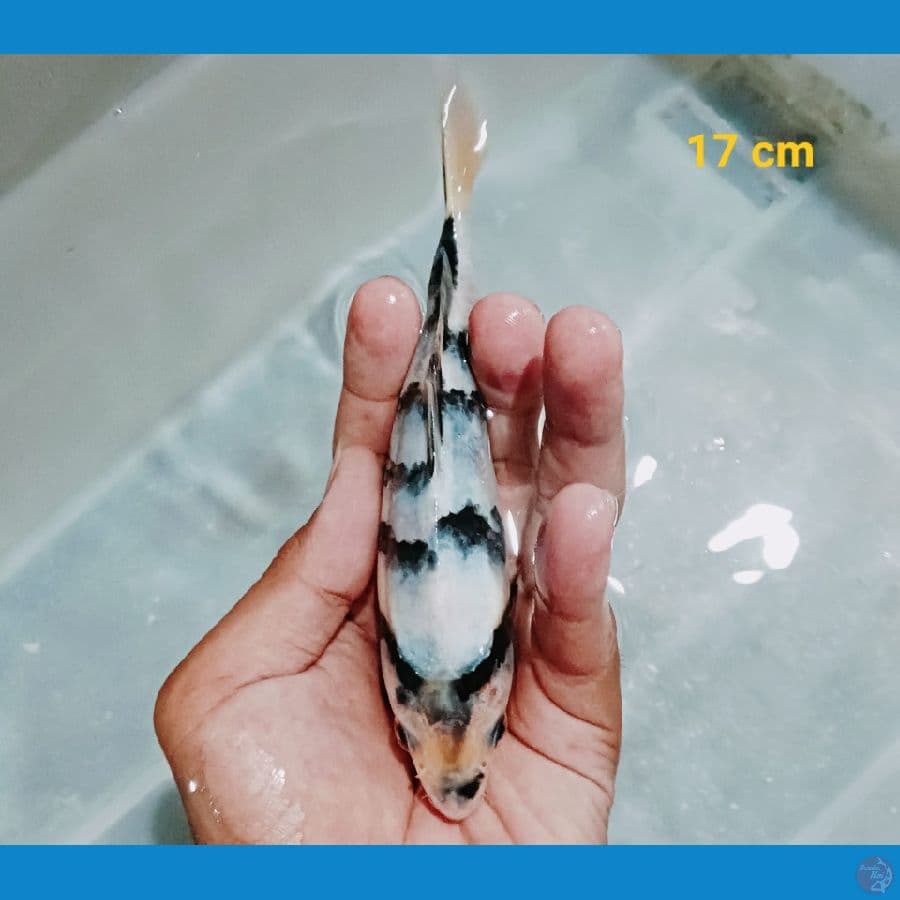 Mini on 17 cm