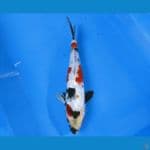 kindai showa full ginrin  27cm/male