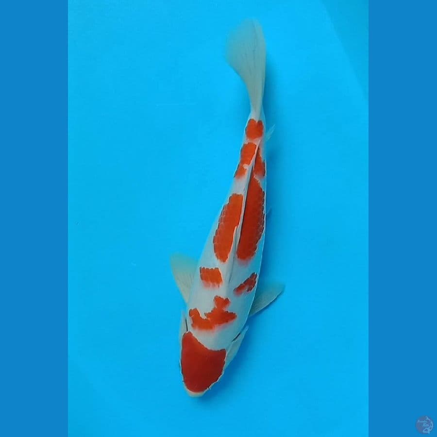 KOHAKU 32 CM