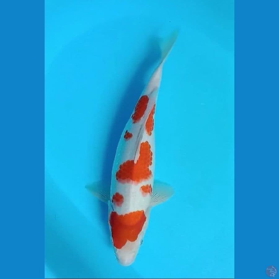 KOHAKU 34 CM