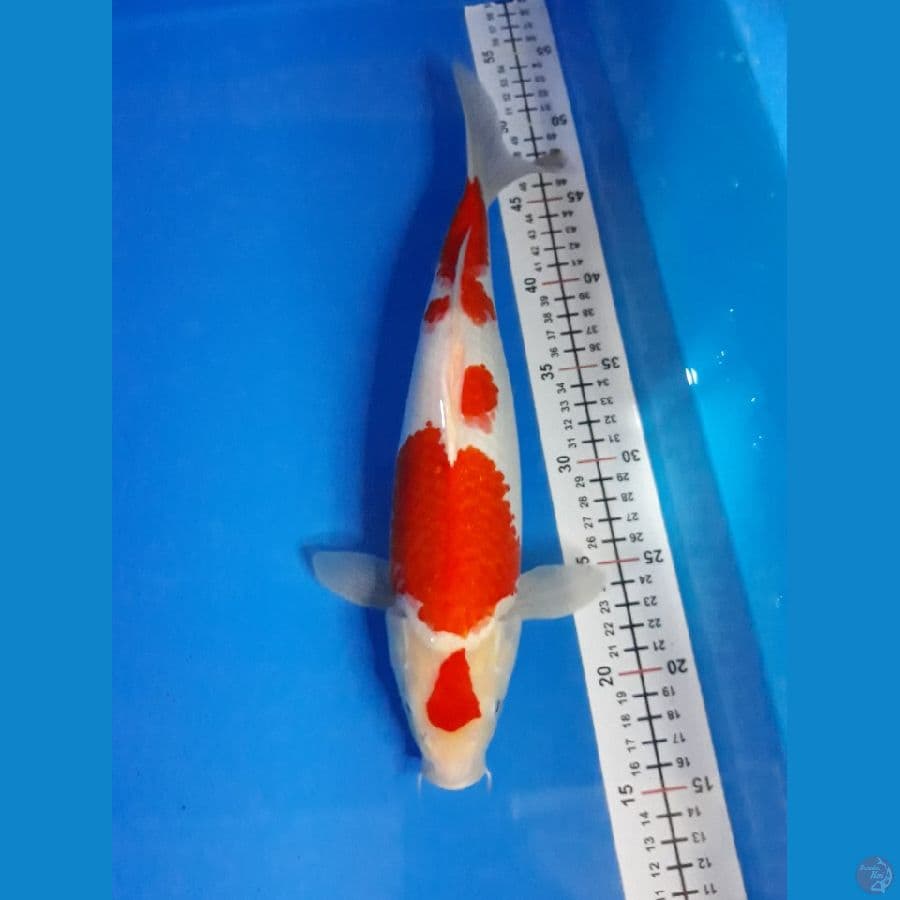 kohaku F 34