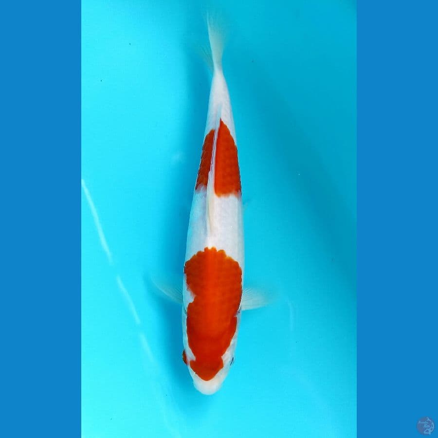 kohaku 25cm